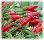 thai herb : fresh chili