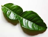 fresh kaffir lime leaves