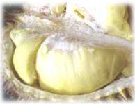 thai durian
