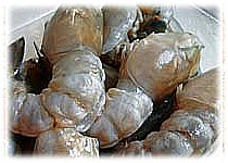 thai food : garlic prawns