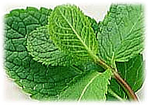 thai herb : fresh mint