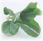 thai herb 