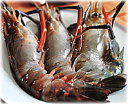  สูตรอาหารไทย : กุ้งย่างราดซ๊อสกะหรี่